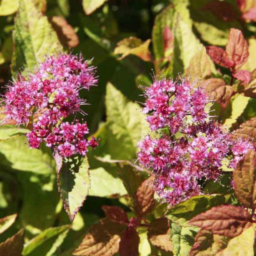 Espireia-japonesa Firelight - Spiraea japonica (Floração)