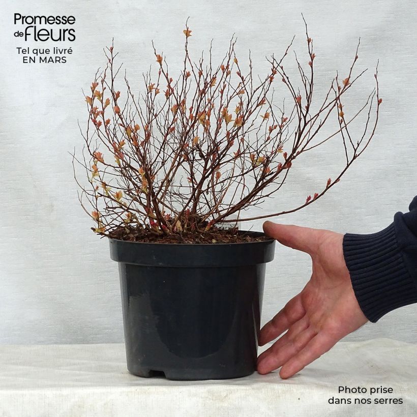 Amostra de Espireia-japonesa Firelight - Spiraea japonica Vaso de 3 L/4 L tal como entregue na primavera