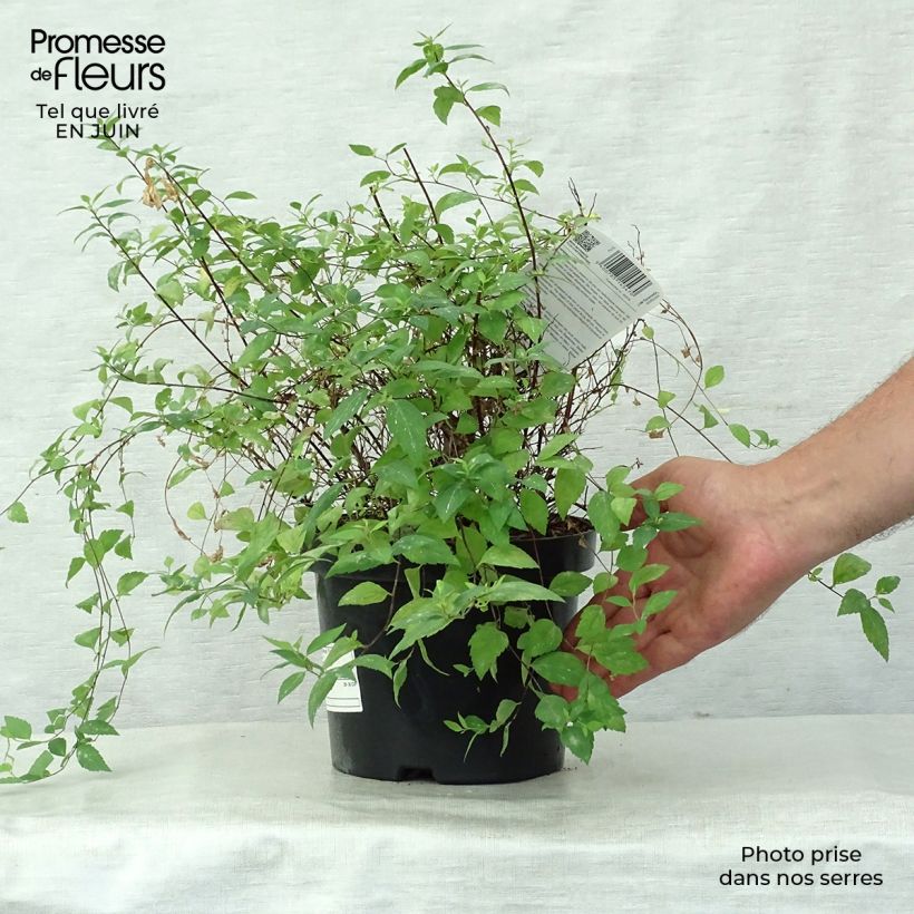 Amostra de Espireia-japonesa Firelight - Spiraea japonica Vaso de 3 L/4 L tal como entregue no verão