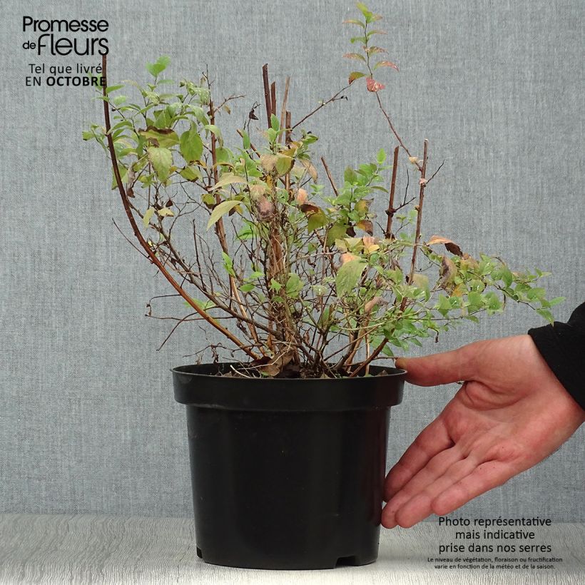 Amostra de Espireia-japonesa Firelight - Spiraea japonica Vaso de 3 L/4 L tal como entregue no outono