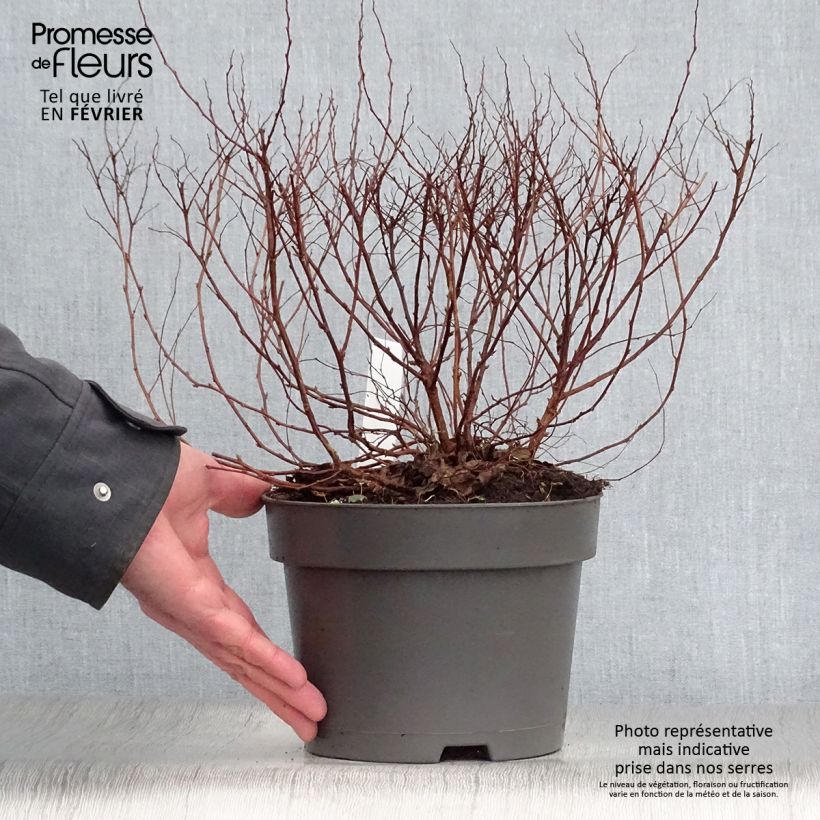 Amostra de Espireia-japonesa Firelight - Spiraea japonica Vaso de 3 L/4 L tal como entregue no inverno