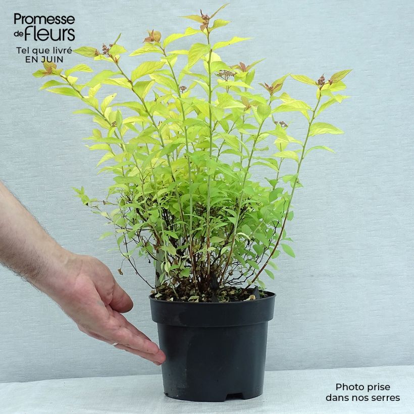 Amostra de Espireia-japonesa Golden Princess - Spiraea japonica Vaso de 2 L/3 L tal como entregue no verão