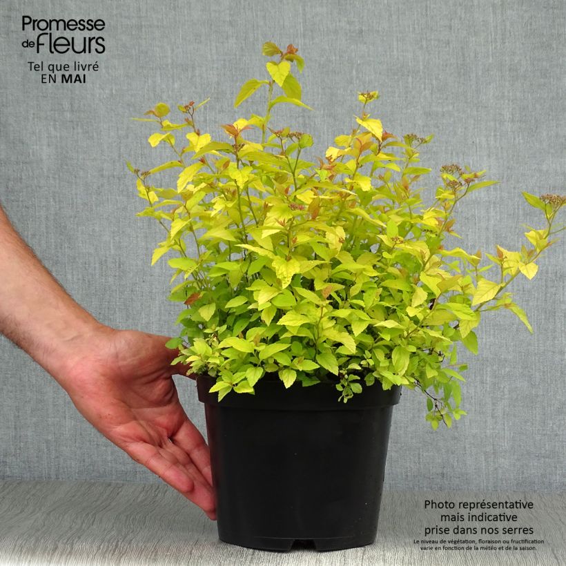 Amostra de Espireia-japonesa Golden Princess - Spiraea japonica Vaso de 2 L/3 L tal como entregue na primavera