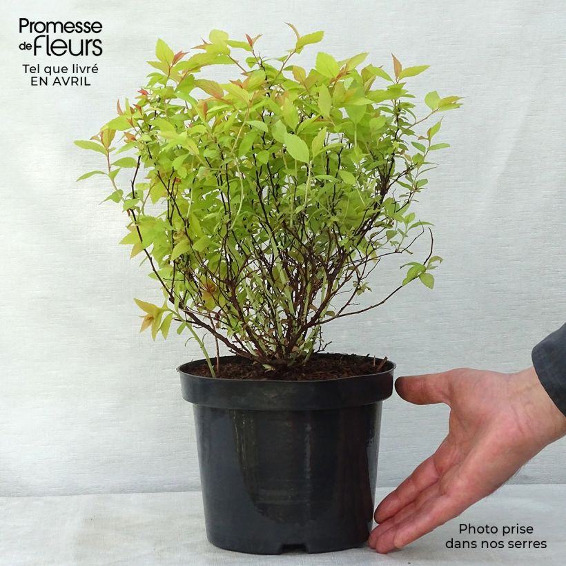 Amostra de Espireia-japonesa Goldflame - Spiraea japonica Vaso de 2 L/3 L tal como entregue na primavera