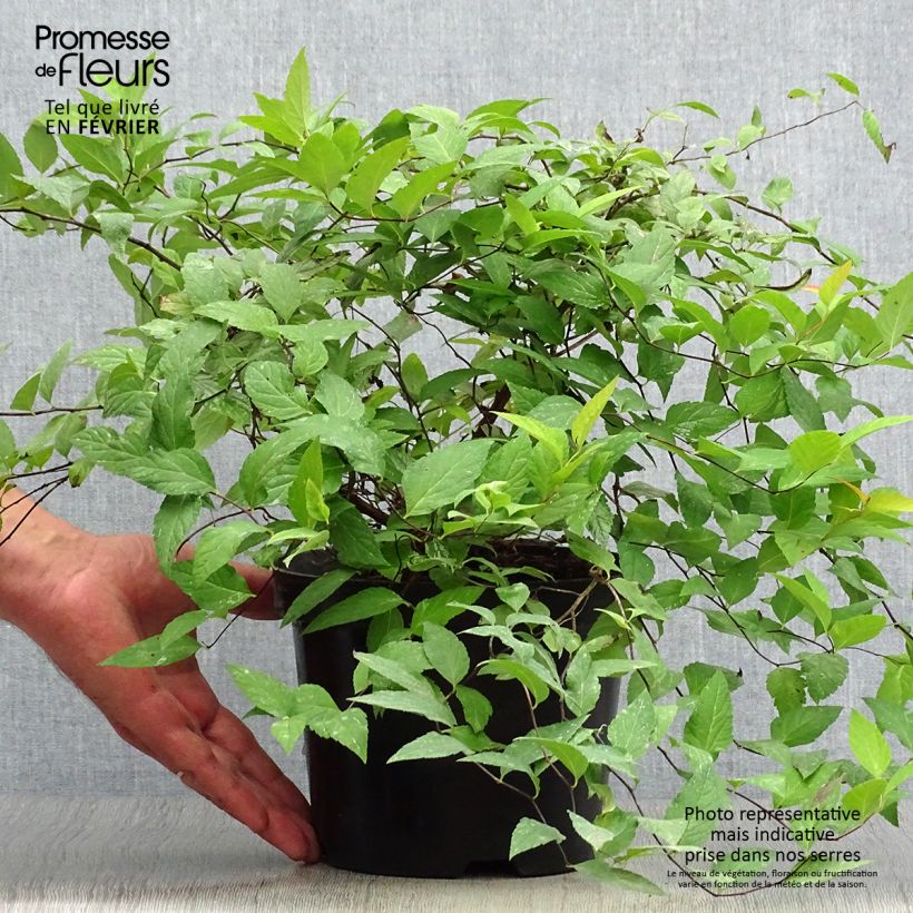 Amostra de Espireia-japonesa Goldflame - Spiraea japonica Vaso de 2 L/3 L tal como entregue no outono