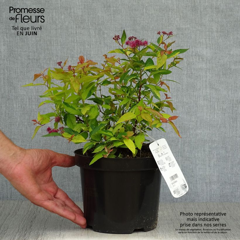 Amostra de Espireia-japonesa Goldflame - Spiraea japonica Vaso de 2 L/3 L tal como entregue no verão