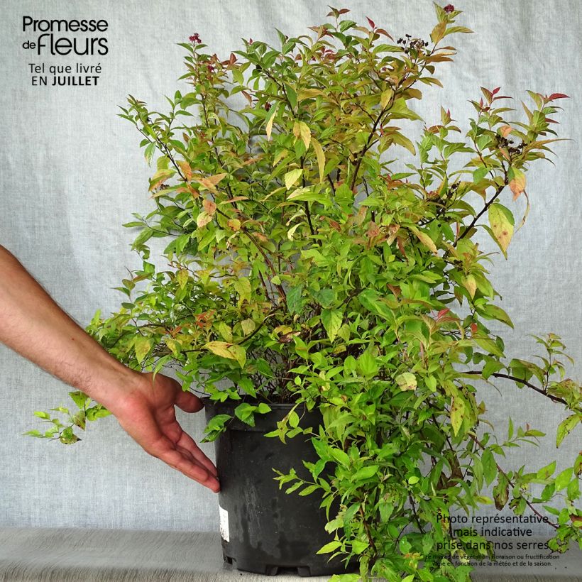 Amostra de Espireia-japonesa Goldflame - Spiraea japonica Vaso de 7,5 L/10 L tal como entregue no verão