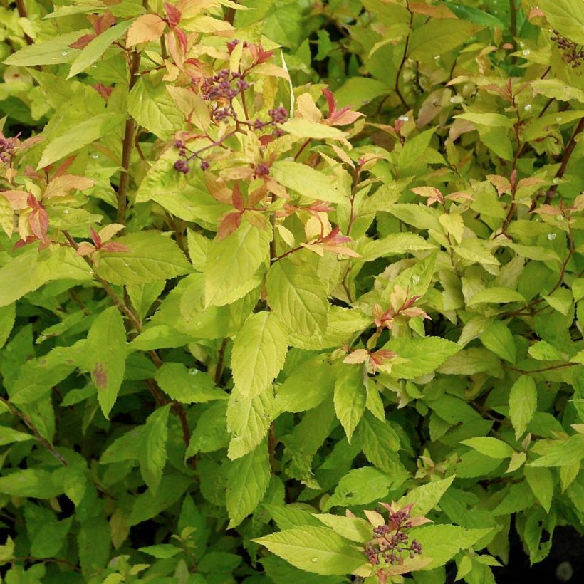 Espireia-japonesa Goldflame - Spiraea japonica (Folhagem)
