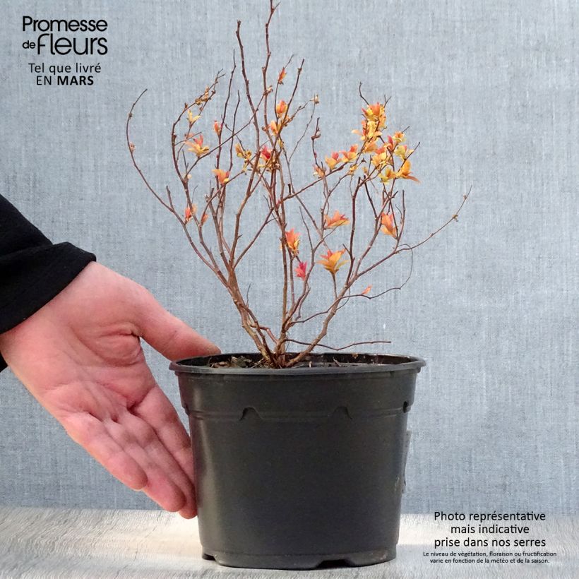 Amostra de Espireia-japonesa Goldflame - Spiraea japonica Vaso de 1 L/1,5 L tal como entregue na primavera