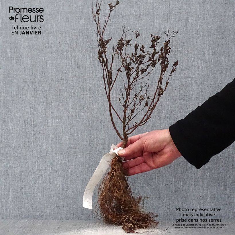 Amostra de Spirée japonaise Goldflame - Spirée japonaise Raízes nuas tal como entregue no inverno