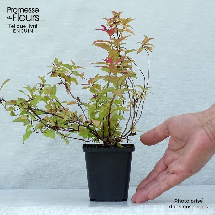 Amostra de Espireia-japonesa Goldflame - Spiraea japonica Vaso de 8/9 cm tal como entregue no verão