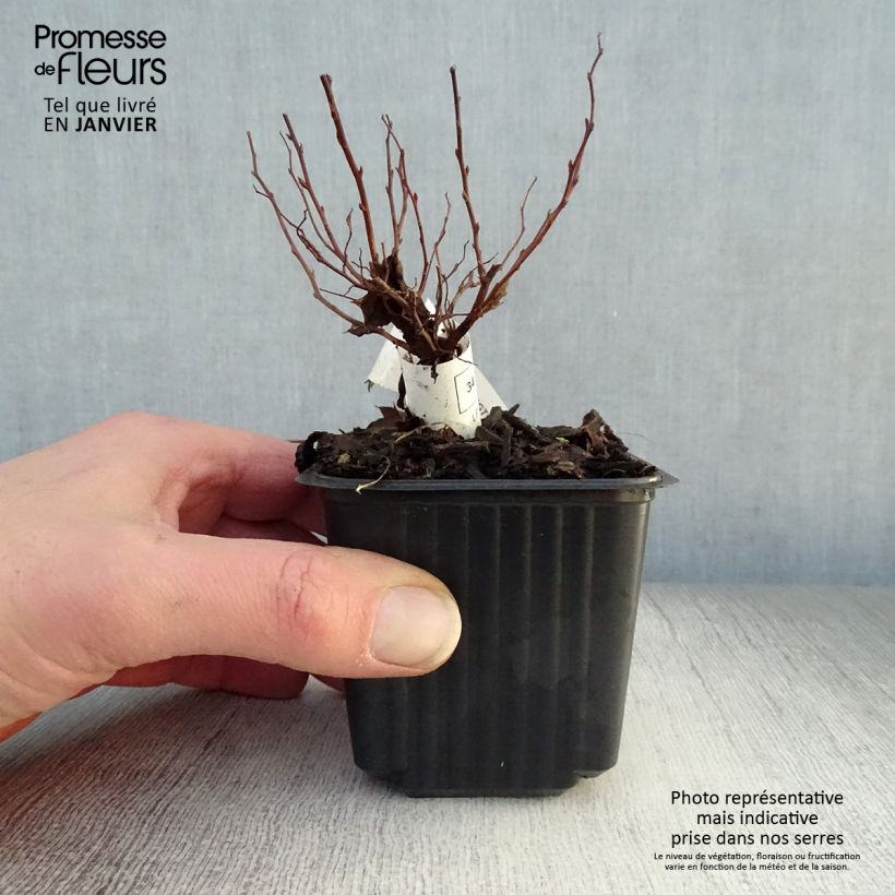 Amostra de Spirée japonaise Goldflame - Spirée japonaise Vaso de 8/9 cm tal como entregue no inverno