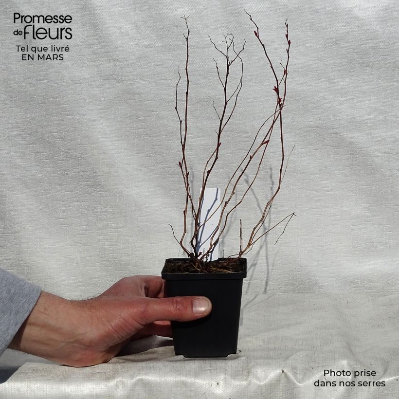 Amostra de Espireia-japonesa Goldflame - Spiraea japonica Vaso de 8/9 cm tal como entregue na primavera