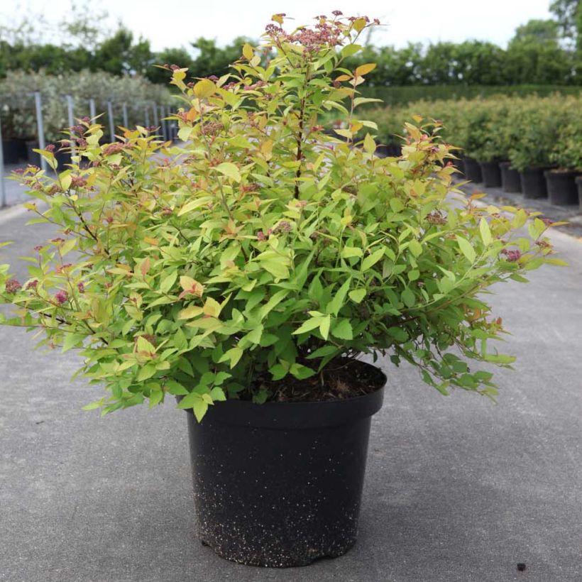 Espireia-japonesa Goldmound - Spiraea japonica (Hábito)