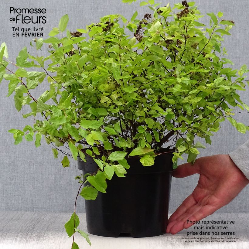 Amostra de Espireia-japonesa Goldmound - Spiraea japonica Vaso de 2 L/3 L tal como entregue no outono