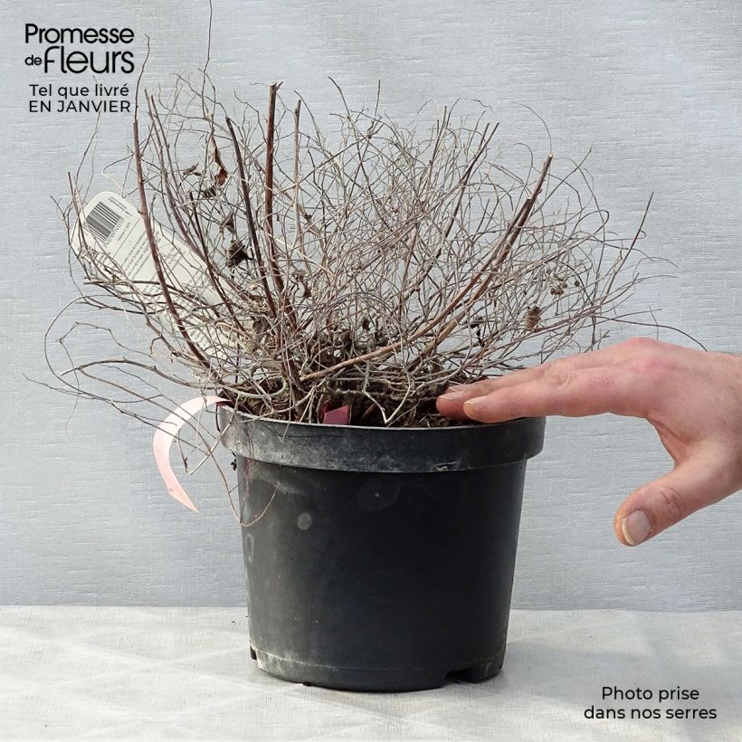 Amostra de Espireia-japonesa Goldmound - Spiraea japonica Vaso de 2 L/3 L tal como entregue no inverno