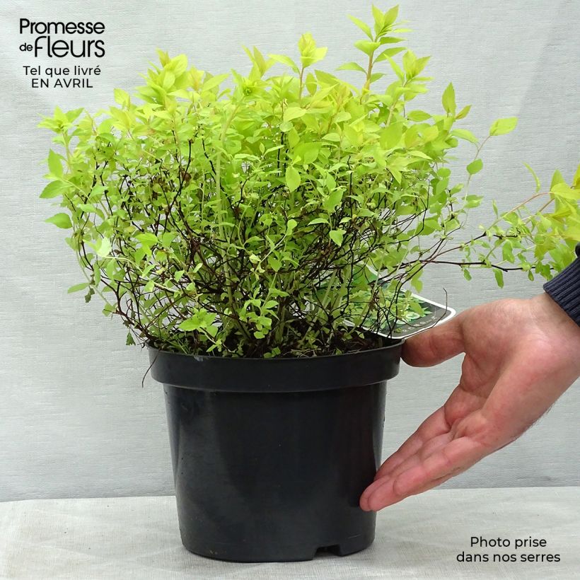 Amostra de Espireia-japonesa Goldmound - Spiraea japonica Vaso de 2 L/3 L tal como entregue na primavera