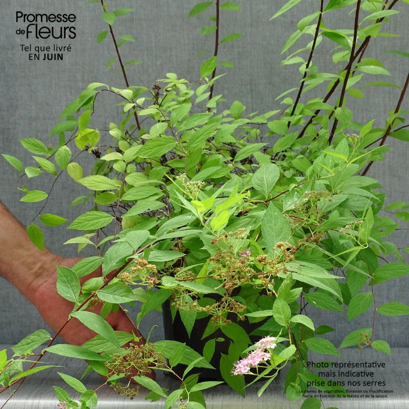 Amostra de Espireia-japonesa Goldmound - Spiraea japonica Vaso de 2 L/3 L tal como entregue no verão