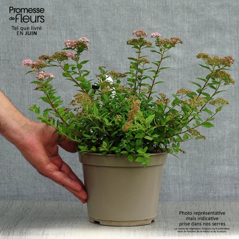 Amostra de Espireia-japonesa Little Princess - Spiraea japonica Vaso de 2 L/3 L tal como entregue no verão
