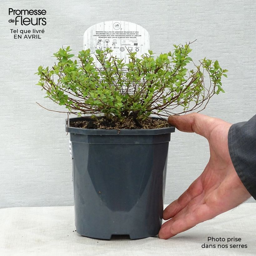 Amostra de Espireia-japonesa Little Princess - Spiraea japonica Vaso de 2 L/3 L tal como entregue na primavera