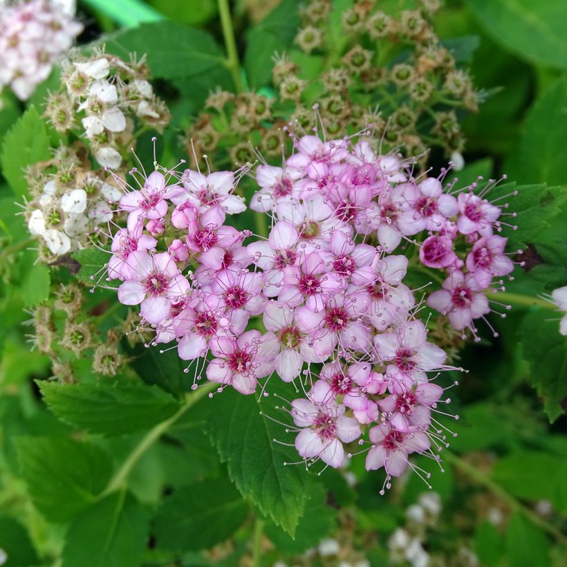 Espireia-japonesa Little Princess - Spiraea japonica (Floração)