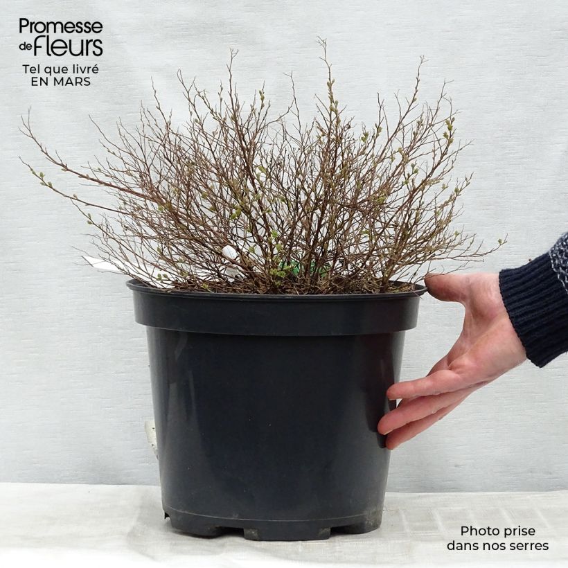 Amostra de Espireia-japonesa Little Princess - Spiraea japonica Vaso de 4 L/5 L tal como entregue no inverno