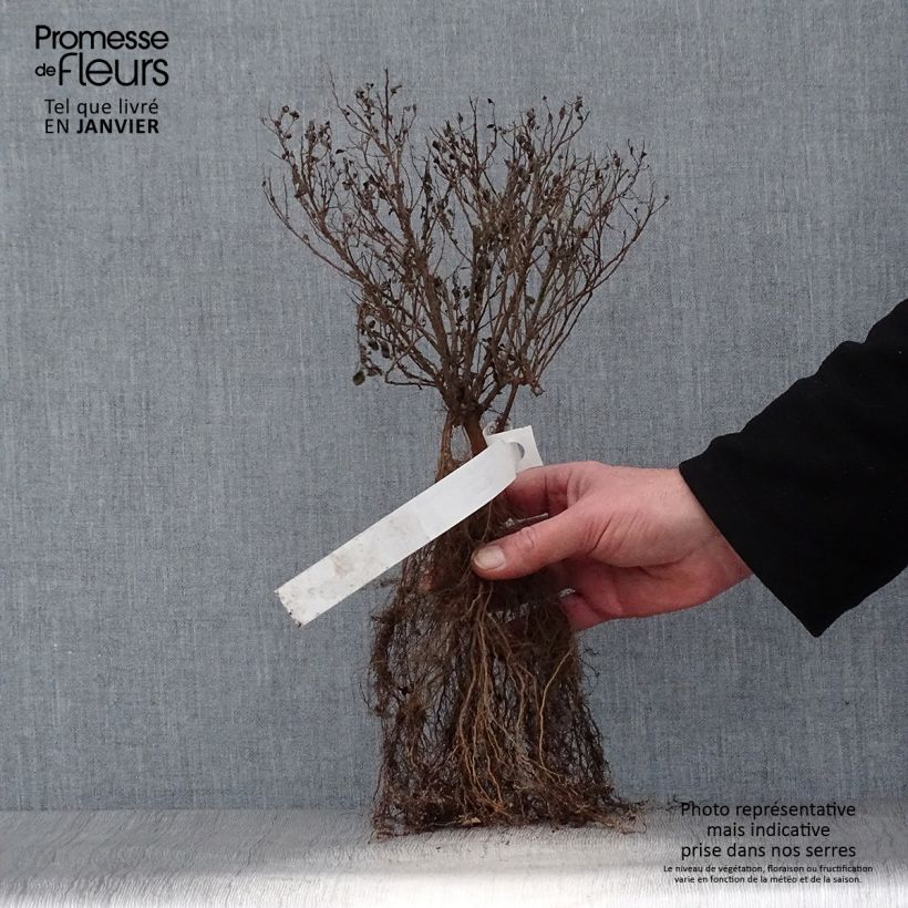 Amostra de Espireia-japonesa Little Princess - Spiraea japonica Raízes nuas tal como entregue no inverno