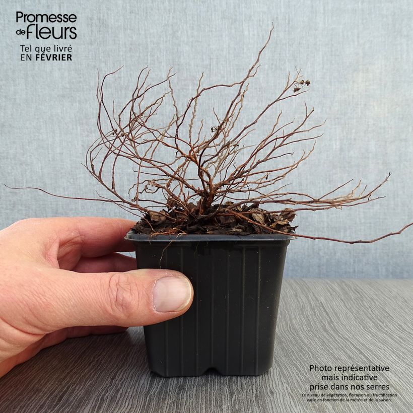 Amostra de Espireia-japonesa Little Princess - Spiraea japonica Vaso de 8/9 cm tal como entregue no inverno