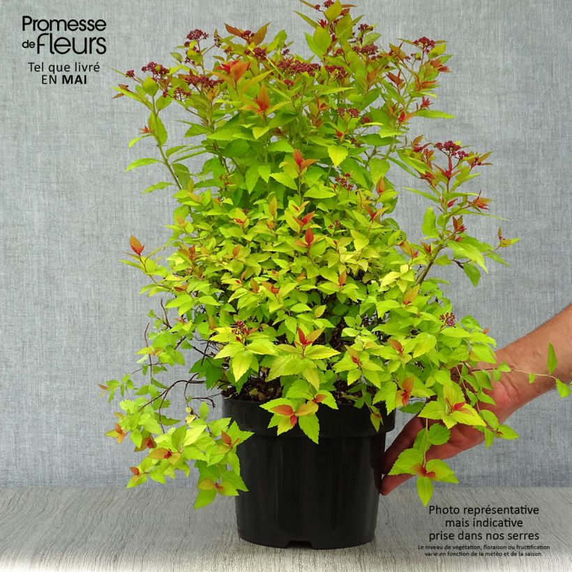 Amostra de Espireia-japonesa Magic Carpet - Spiraea japonica Vaso de 2 L/3 L tal como entregue na primavera