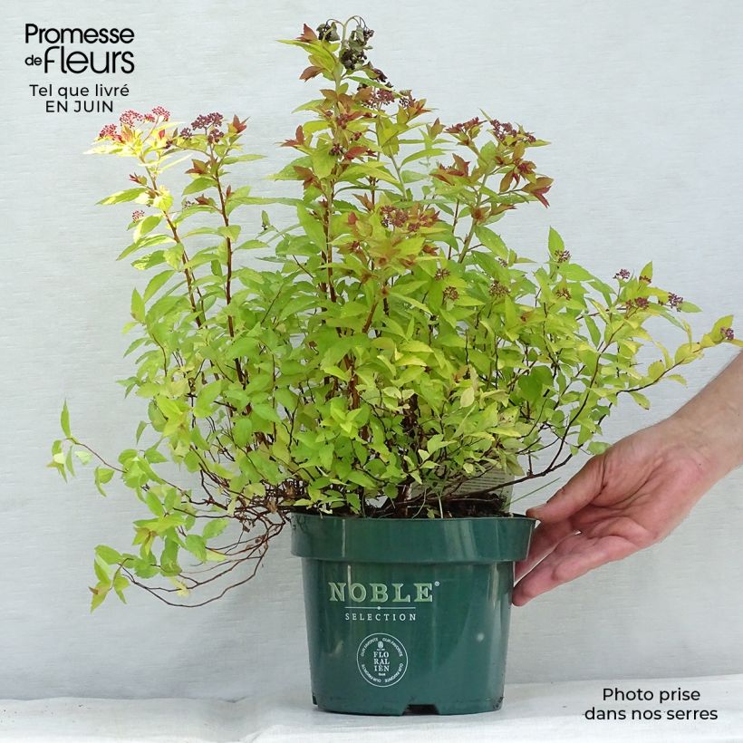 Amostra de Espireia-japonesa Magic Carpet - Spiraea japonica Vaso de 2 L/3 L tal como entregue no verão