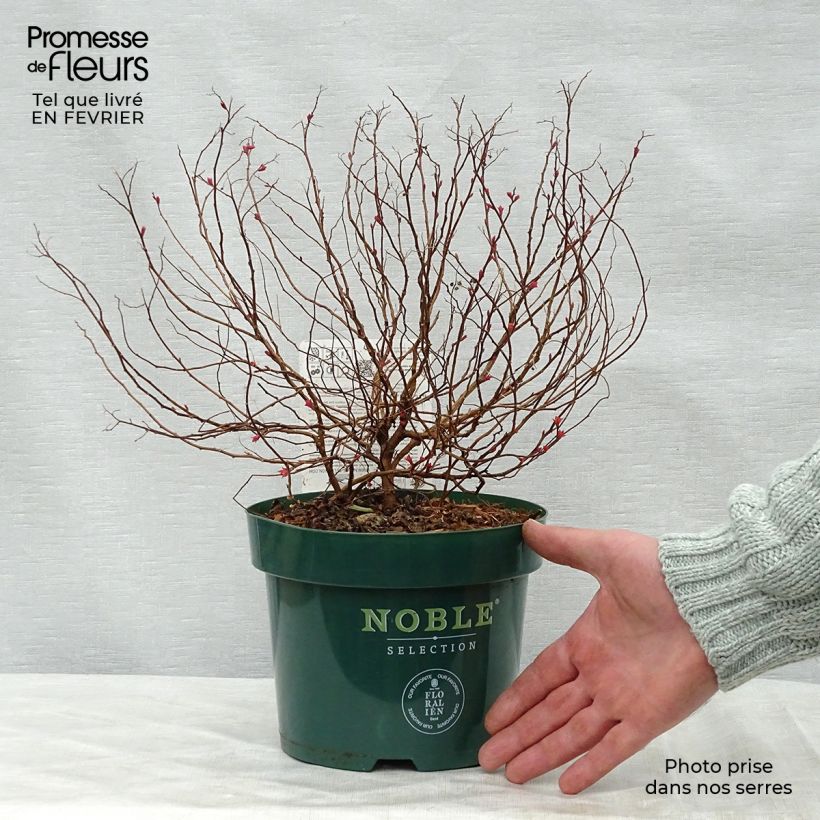 Amostra de Spirée japonaise Magic Carpet - Spiraea japonica Vaso de 2 L/3 L tal como entregue no inverno