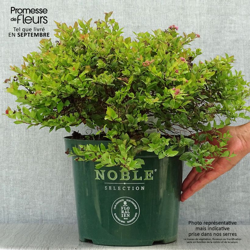 Amostra de Espireia-japonesa Magic Carpet - Spiraea japonica Vaso de 4 L/5 L tal como entregue no outono
