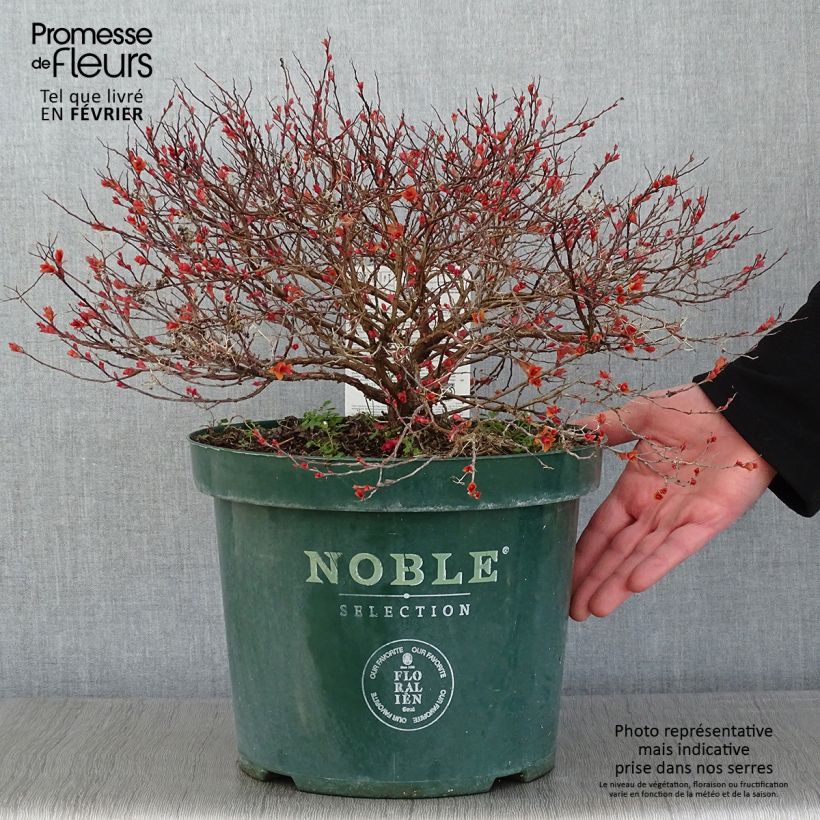 Amostra de Spirée japonaise Magic Carpet - Spiraea japonica Vaso de 4 L/5 L tal como entregue no inverno