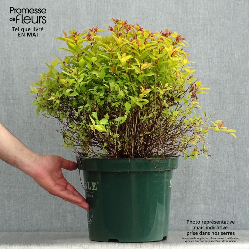 Amostra de Espireia-japonesa Magic Carpet - Spiraea japonica Vaso de 4 L/5 L tal como entregue na primavera