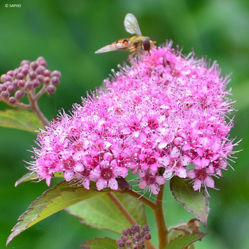 Espireia-japonesa Merlo Green - Spiraea japonica (Floração)