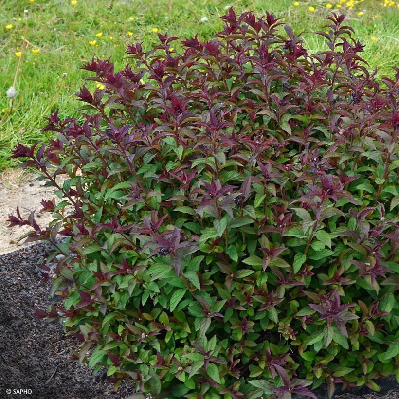 Espireia-japonesa Merlo Green - Spiraea japonica (Hábito)