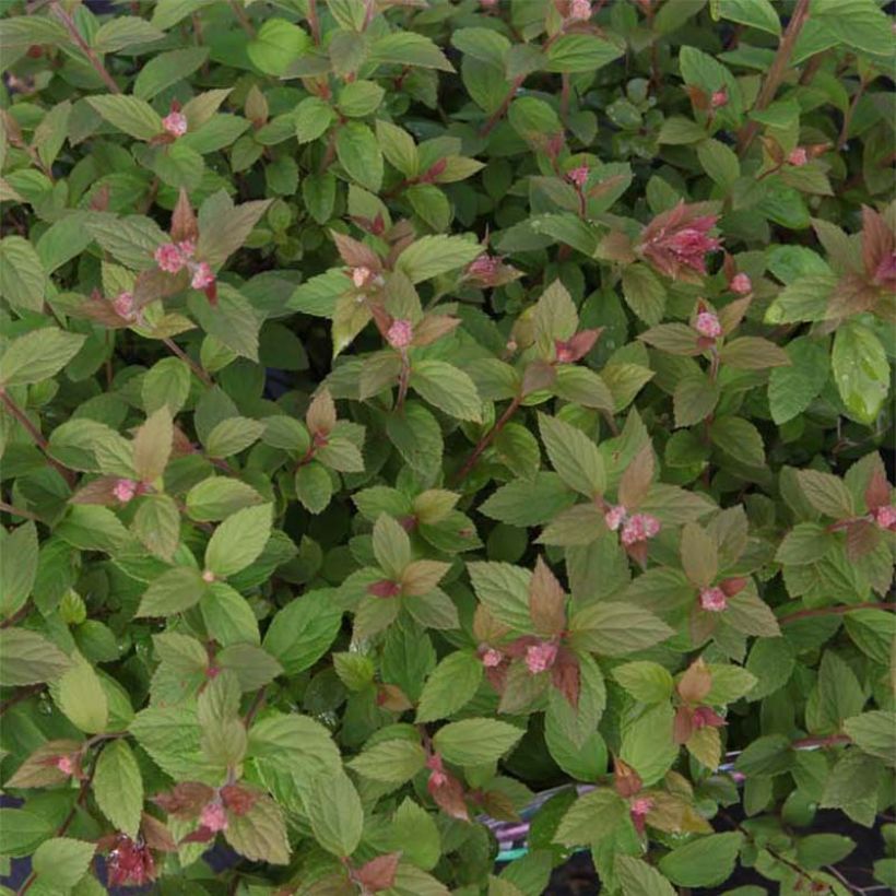 Espireia-japonesa Nana - Spiraea japonica (Folhagem)