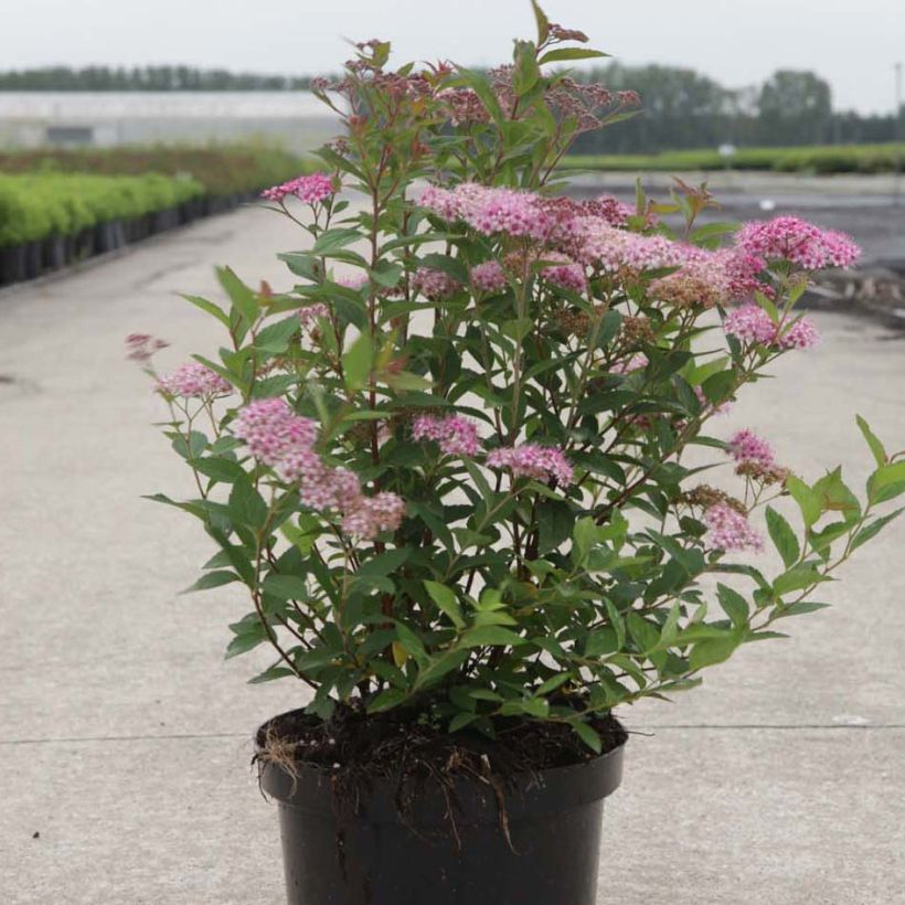 Espireia-japonesa Nana - Spiraea japonica (Hábito)