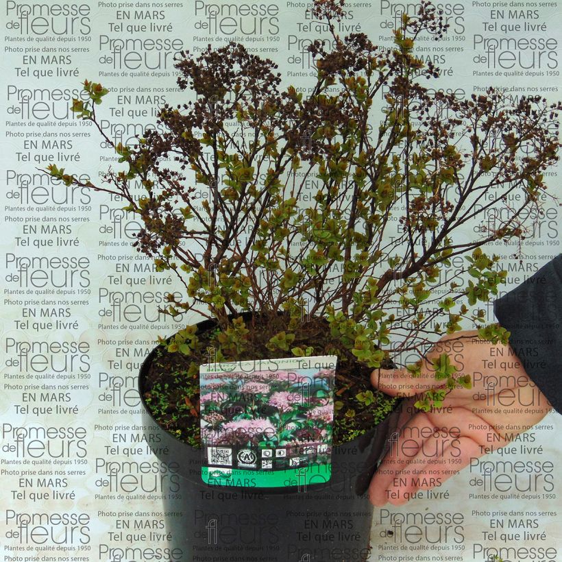 Exemplo de amostra de Spirée japonaise Nana - Spiraea japonica Pot de 3L/4L tal como entregue