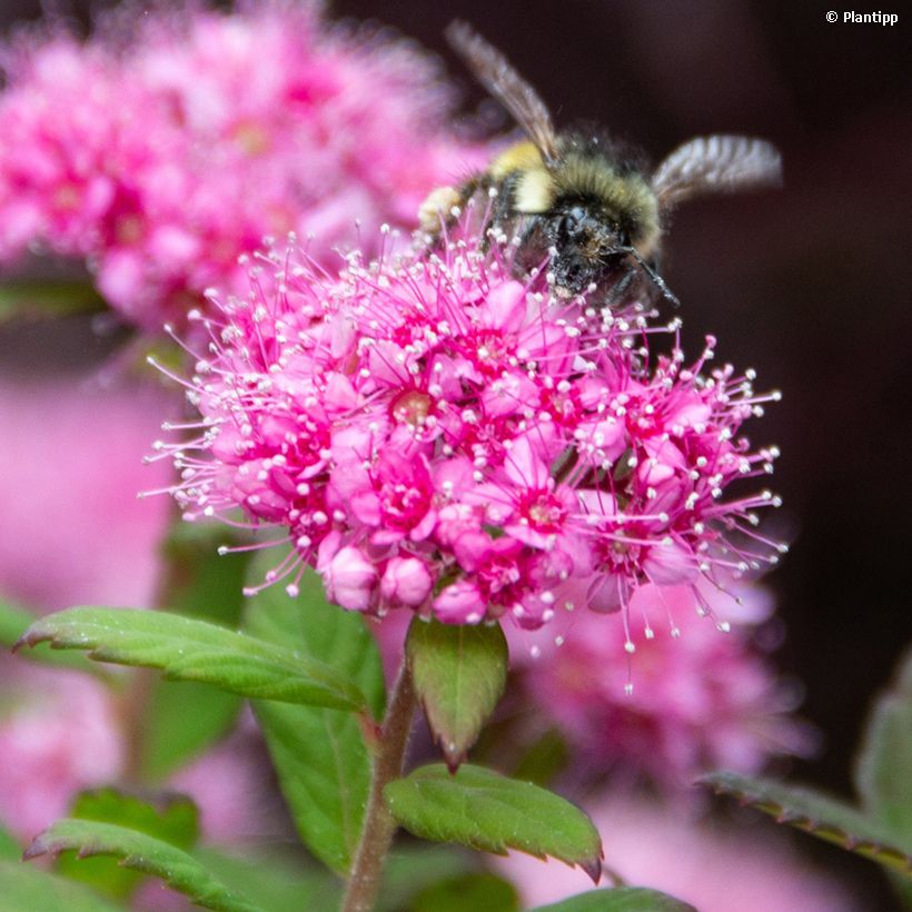 Espireia-japonesa Odessa - Spiraea japonica (Floração)