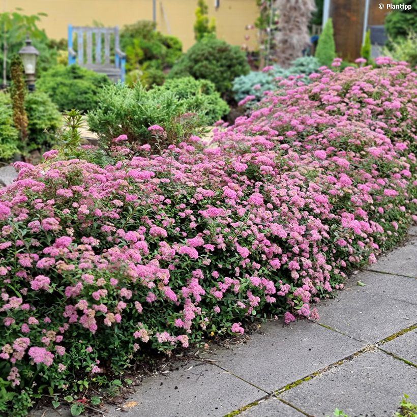 Espireia-japonesa Odessa - Spiraea japonica (Hábito)
