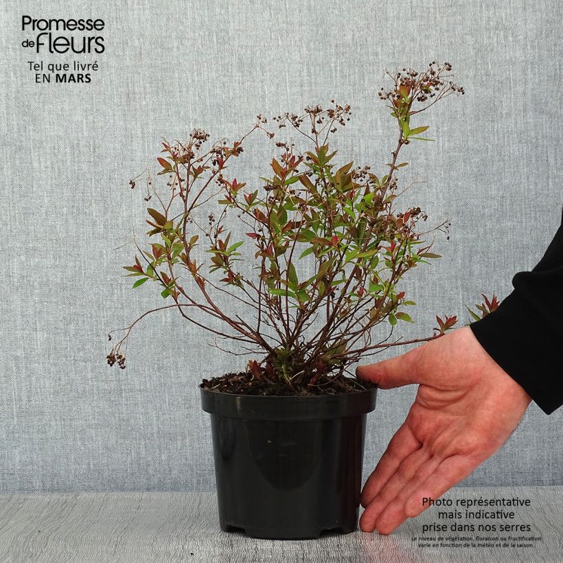 Amostra de Espireia-japonesa Shirobana - Spiraea japonica Vaso de 1 L/1,5 L tal como entregue no inverno