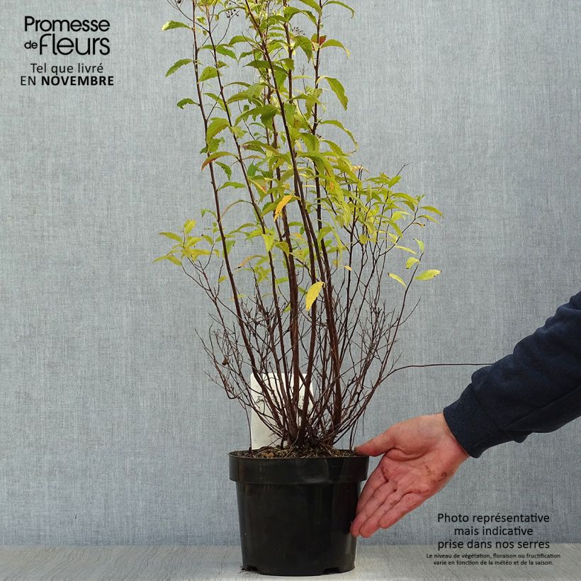 Amostra de Espireia-japonesa Shirobana - Spiraea japonica Vaso de 2 L/3 L tal como entregue no outono