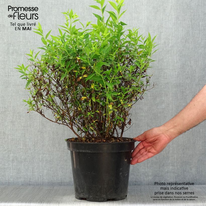 Amostra de Espireia-japonesa Shirobana - Spiraea japonica Vaso de 7,5 L/10 L tal como entregue na primavera