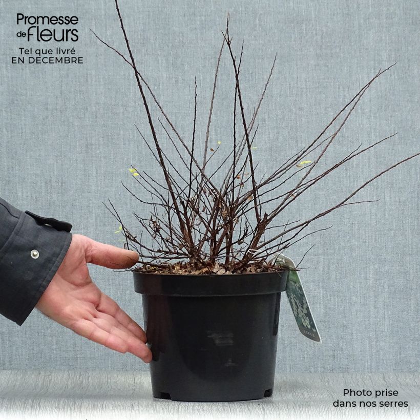 Amostra de Espireia Snowmound - Spiraea nipponica Vaso de 3 L/4 L tal como entregue no inverno