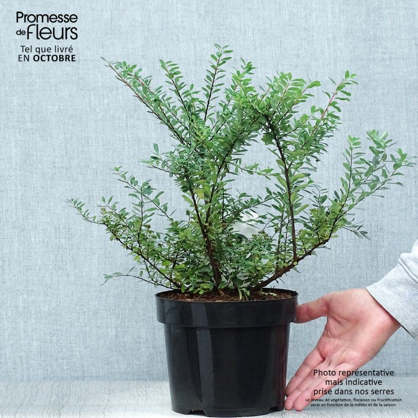 Amostra de Espireia Snowmound - Spiraea nipponica Vaso de 3 L/4 L tal como entregue no outono