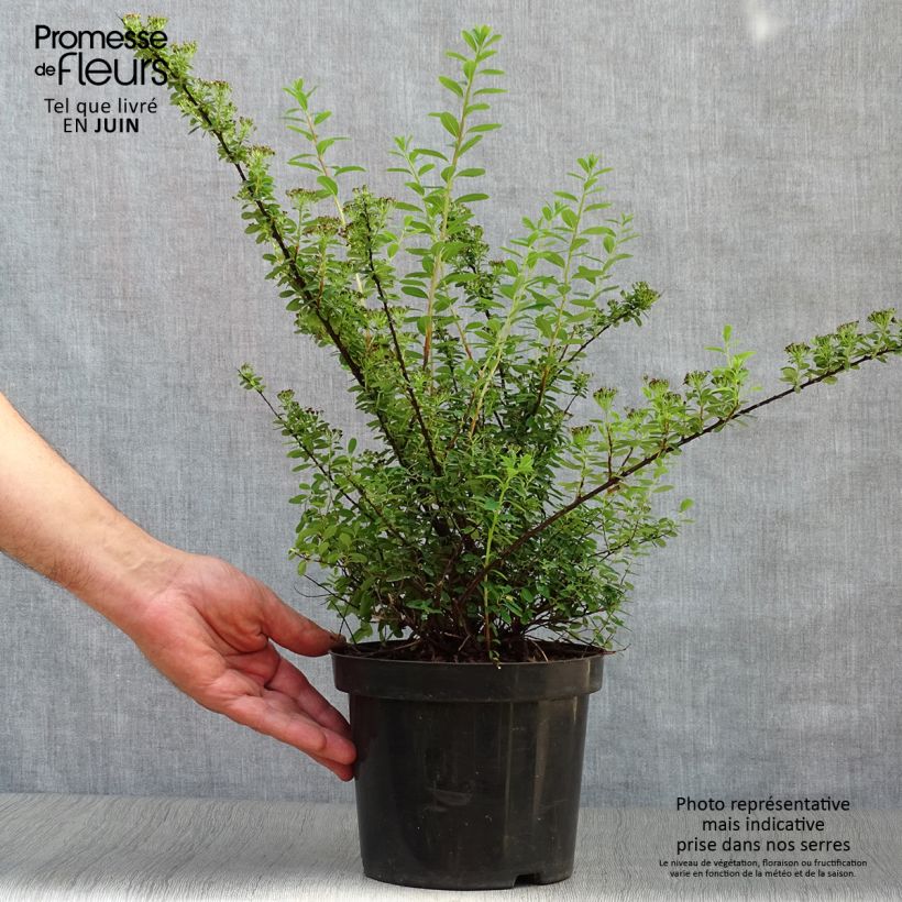 Amostra de Espireia Snowmound - Spiraea nipponica Vaso de 3 L/4 L tal como entregue no verão