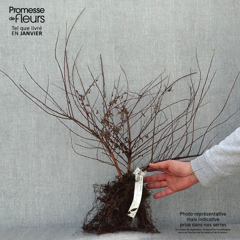 Amostra de Espireia Snowmound - Spiraea nipponica Raízes nuas tal como entregue no inverno