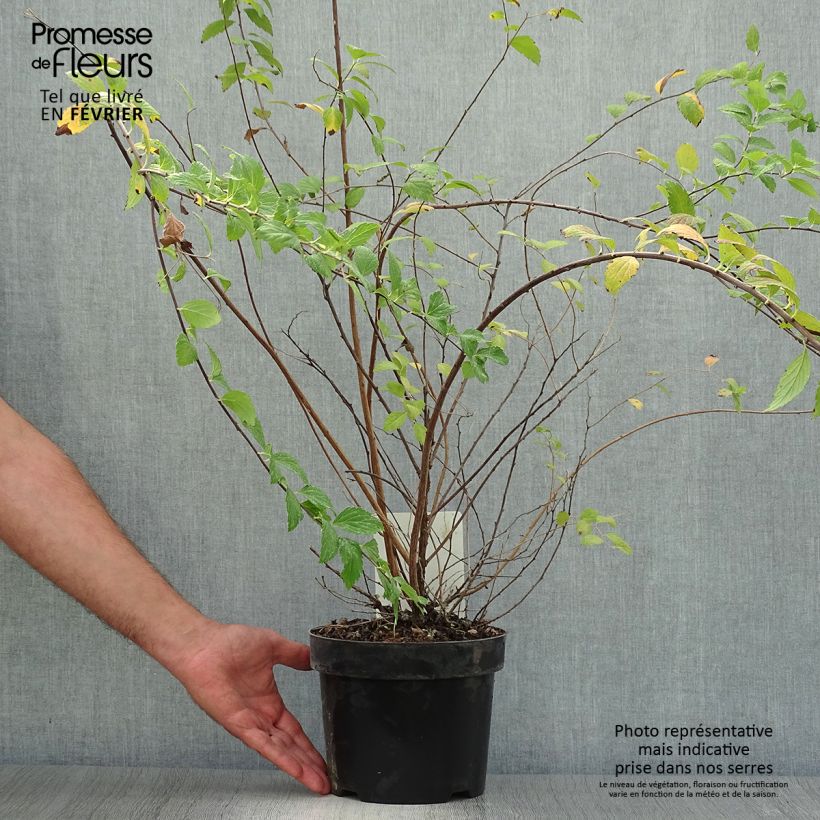 Amostra de Espireia-japonesa Sparkling Champagne - Spiraea japonica Vaso de 3 L/4 L tal como entregue no outono