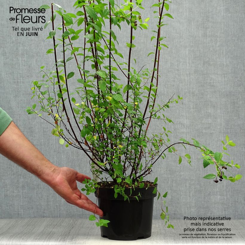 Amostra de Espireia-japonesa Sparkling Champagne - Spiraea japonica Vaso de 3 L/4 L tal como entregue no verão